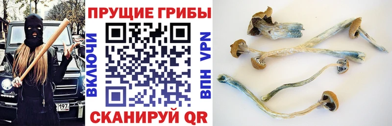 hydra зеркало  цены наркотик  Заволжск  Псилоцибиновые грибы Cubensis 